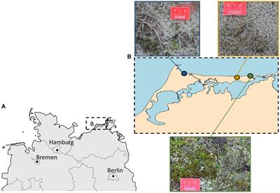 Ecophysiological performance of terrestrial diatoms isolated from biocrusts of coastal sand dunes